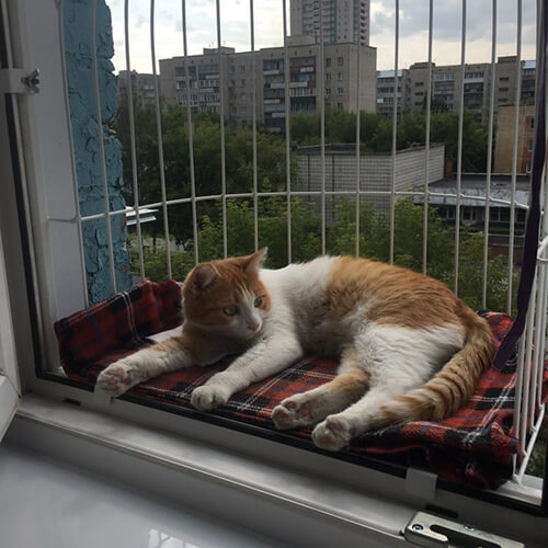 Элегантный балкон для выгула котов