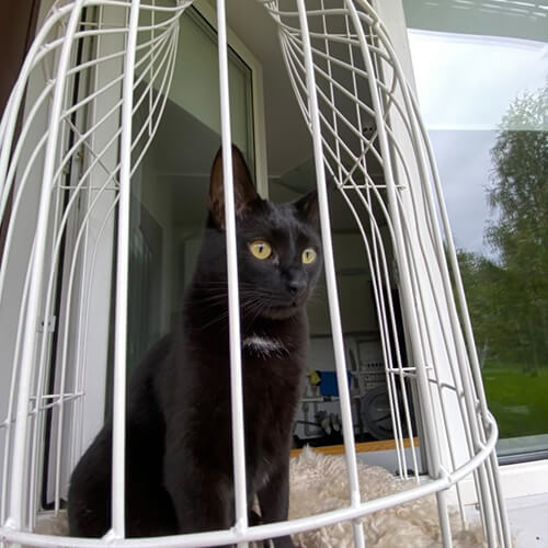Элегантный балкон для выгула котов