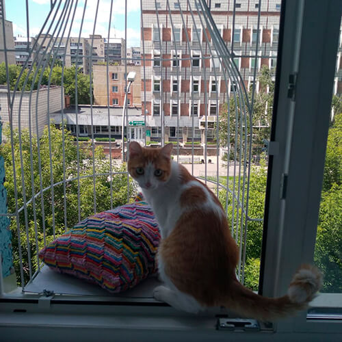 Элегантный балкон для выгула котов