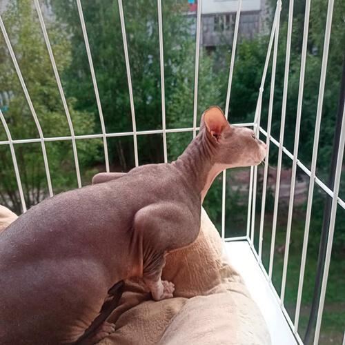 Элегантный балкон для выгула котов