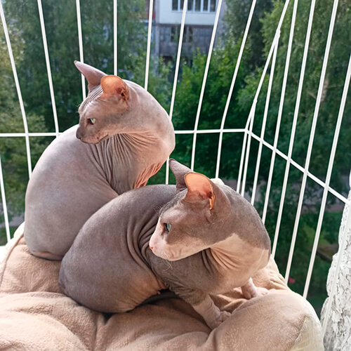 Элегантный балкон для выгула котов