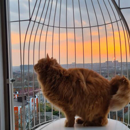 Элегантный балкон для выгула котов