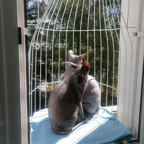 Элегантный балкон для выгула котов