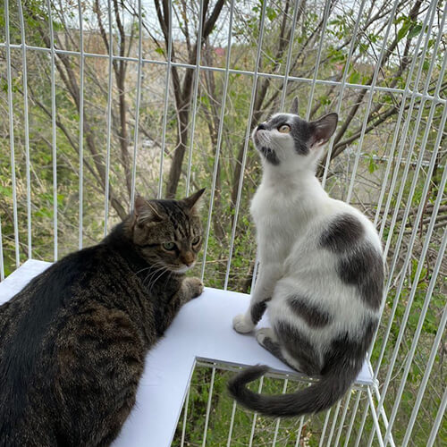 Элегантный балкон для выгула котов